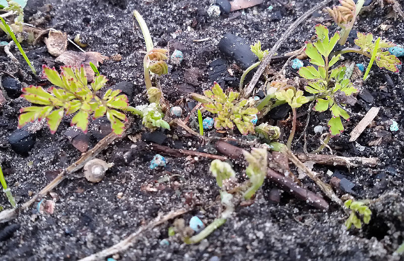 Corydalis spec. (CN)