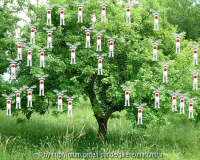 Zierapfel - Malus 'Rudolf'