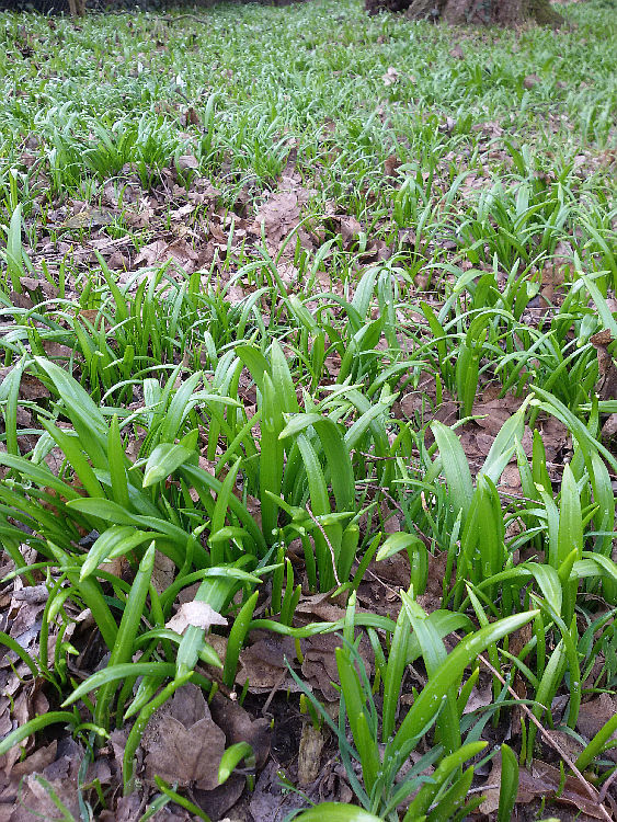 Allium paradoxum, Austrieb