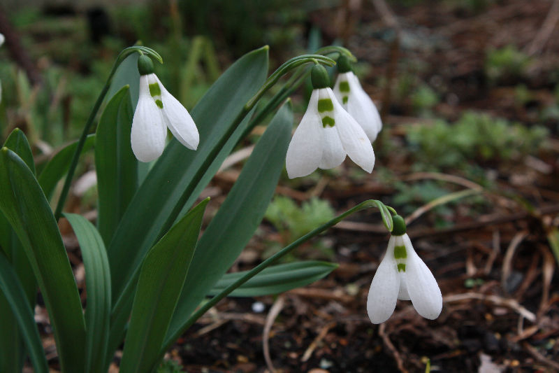 Galanthus elwesii, großbl.