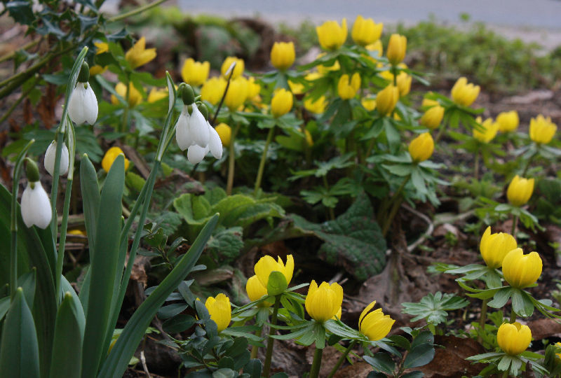 Galanthus elwesii / Eranthis hyemalis