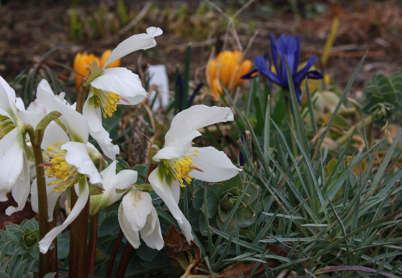 Helleborus niger
