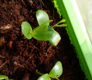 ziziphus jujube