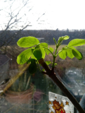 110317 S nigra aurea 3