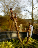 rote R rubrum2.1