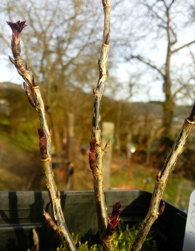rote R rubrum1.1
