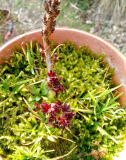 rote R rubrum3.1