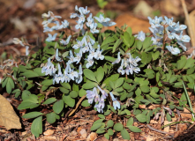 Corydalis species