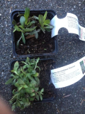Erigeron karvinskianus?