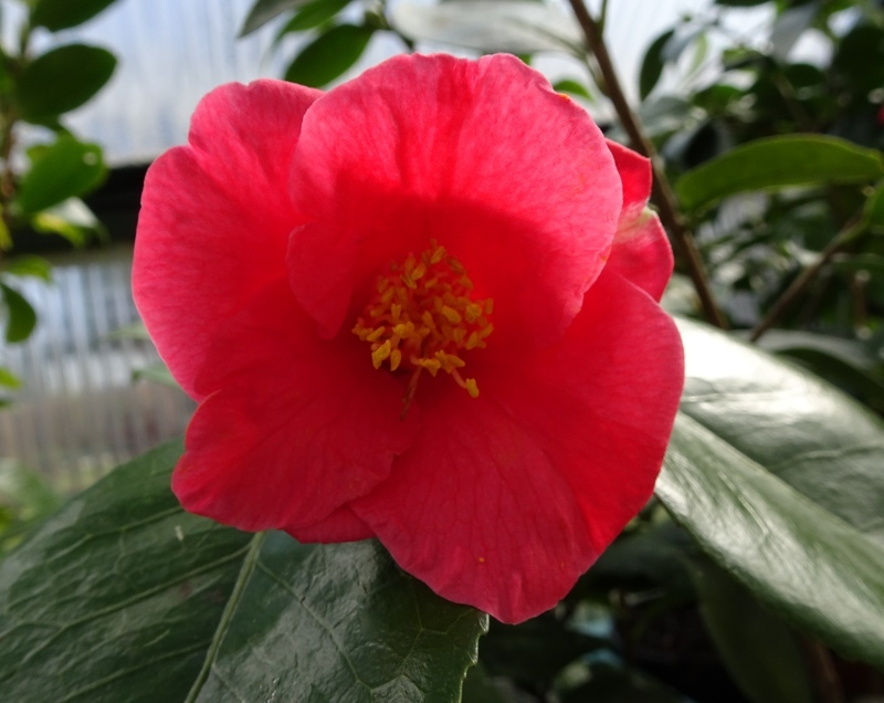 Von C. chinensis
