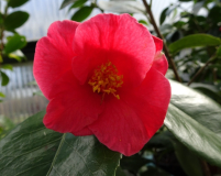 Von C. chinensis
