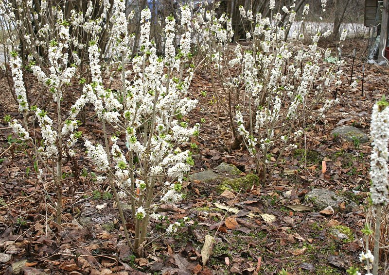 Daphne mezereum album