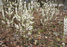 Daphne mezereum album