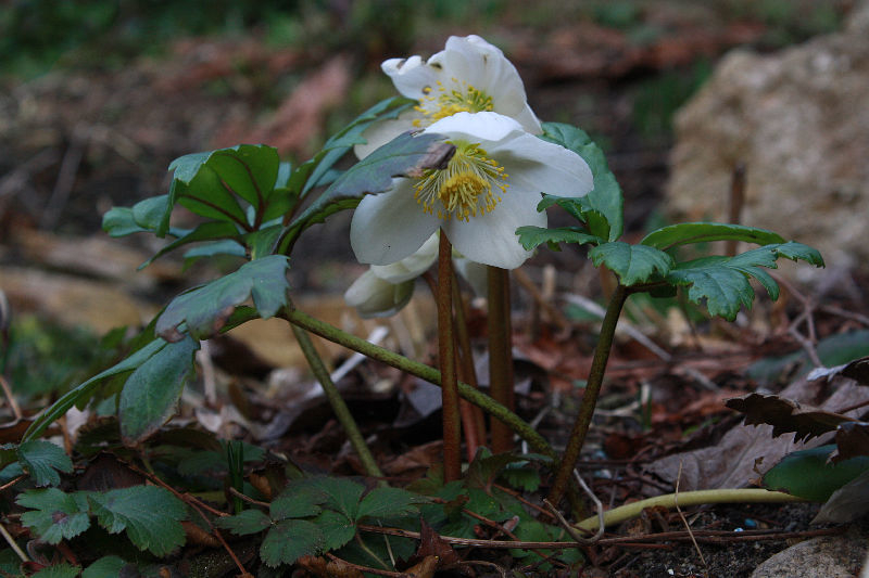 Helleborus niger
