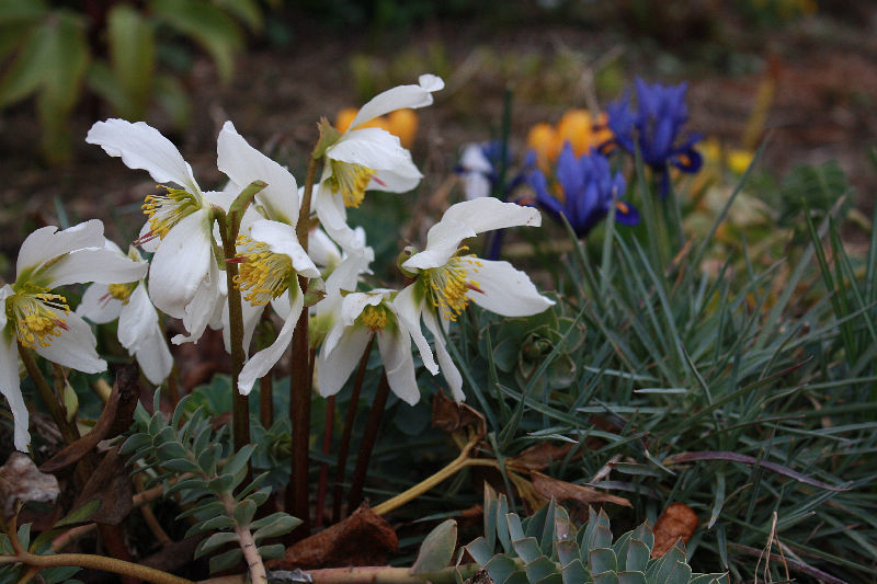 Helleborus niger