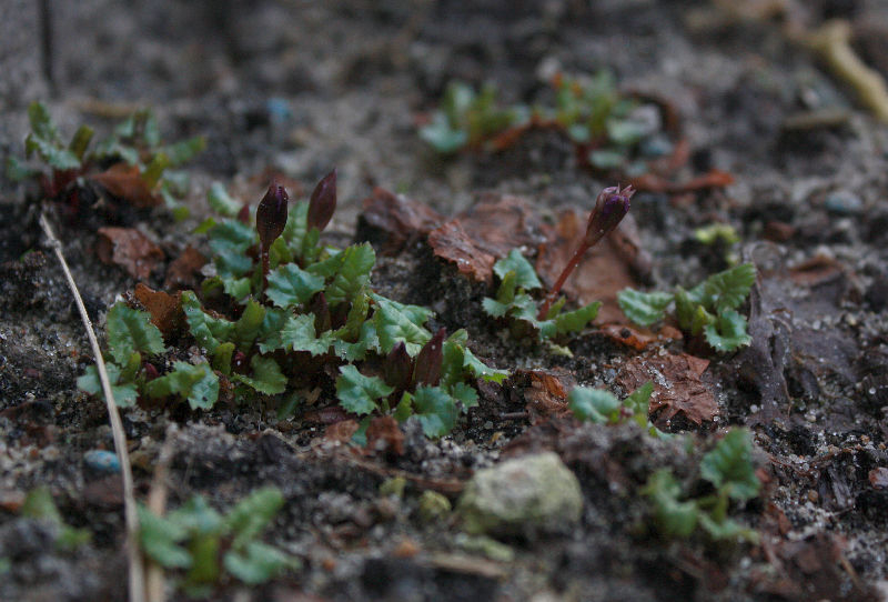 Primula juliae, Austrieb