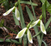 Galanthus Typ1