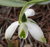 Galanthus Typ2