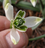 Galanthus Typ2