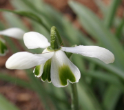 Galanthus Typ3