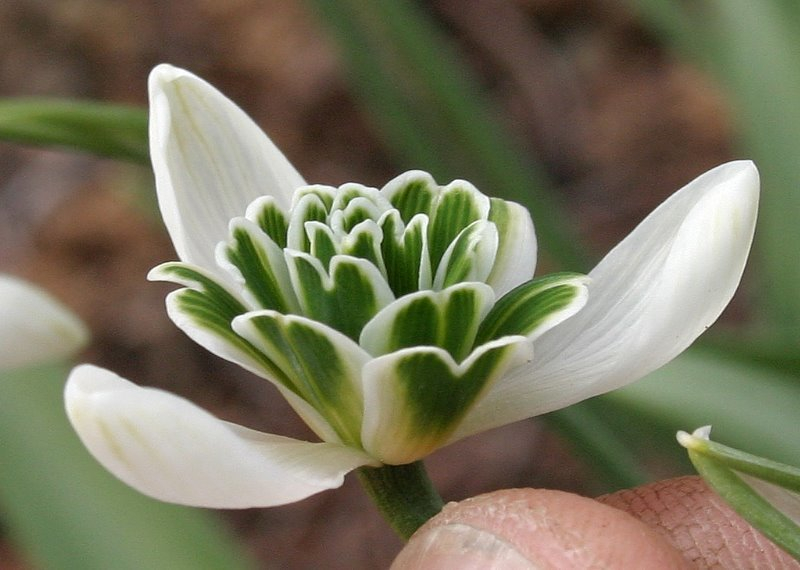 Galanthus Typ3