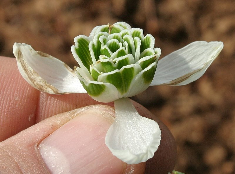 Galanthus Typ4