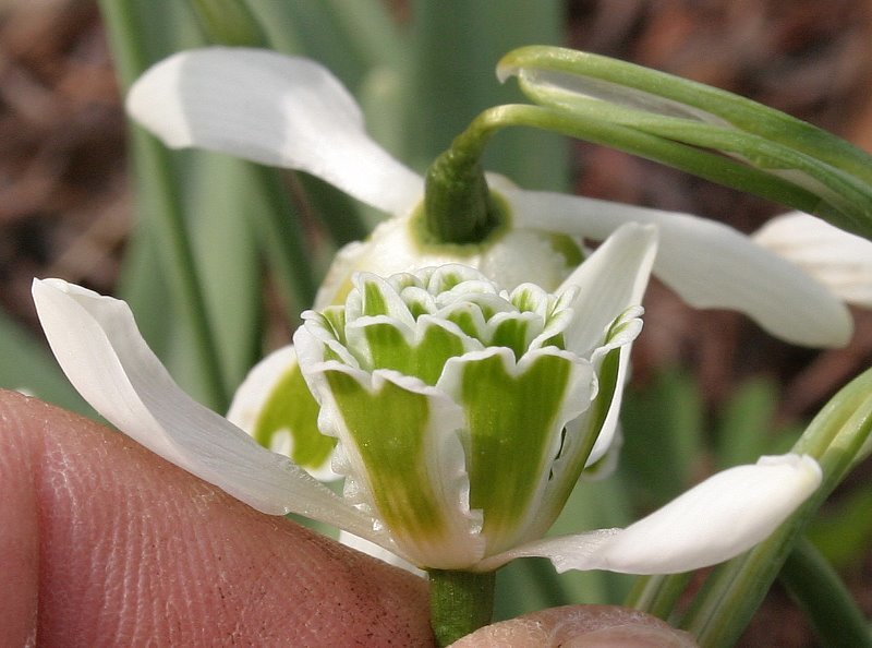 Galanthus Typ5