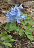 Corydalis spec. evtl. ambigua