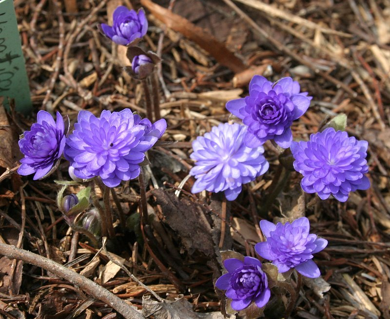 Hepatica nobilis Typ1