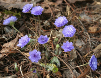 Hepatica nobilis Typ2