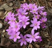 Hepatica nobilis rosa