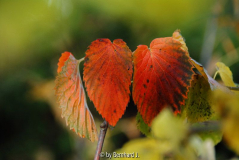 Davidia involucrata - Taubenbaum - Herbstfärbung