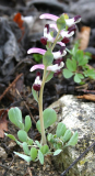 Corydalis popovii