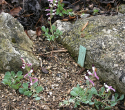 Corydalis popovii