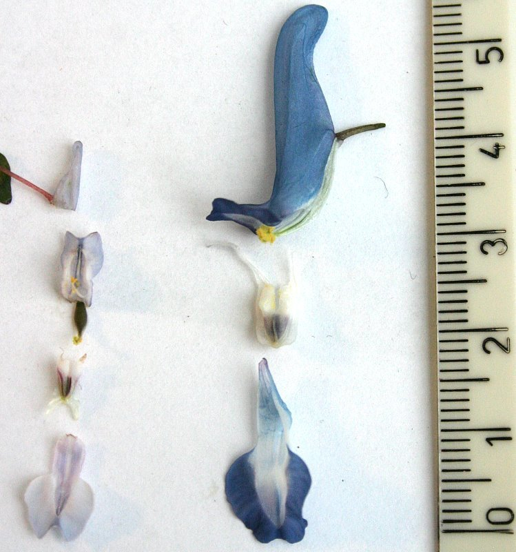 Corydalis repens var. watanabei + fumariifolia