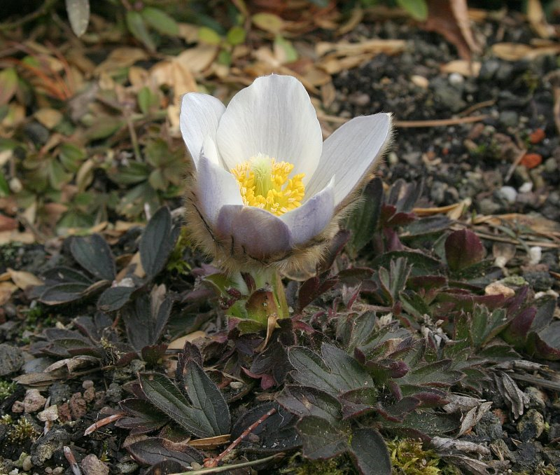 Pulsatilla vernalis