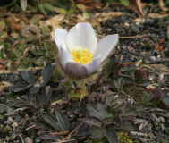 Pulsatilla vernalis