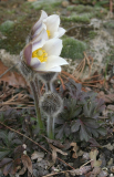 Pulsatilla vernalis