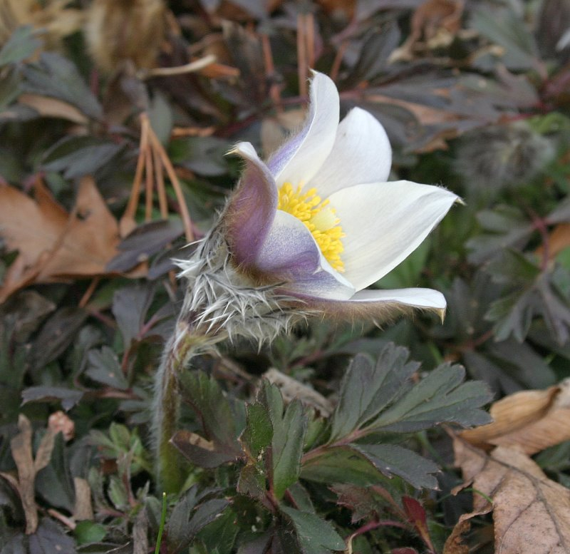 Pulsatilla vernalis