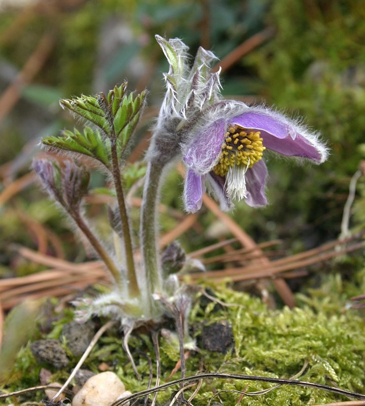 Pulsatilla ajanensis