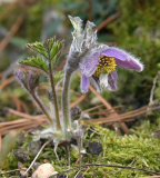 Pulsatilla ajanensis