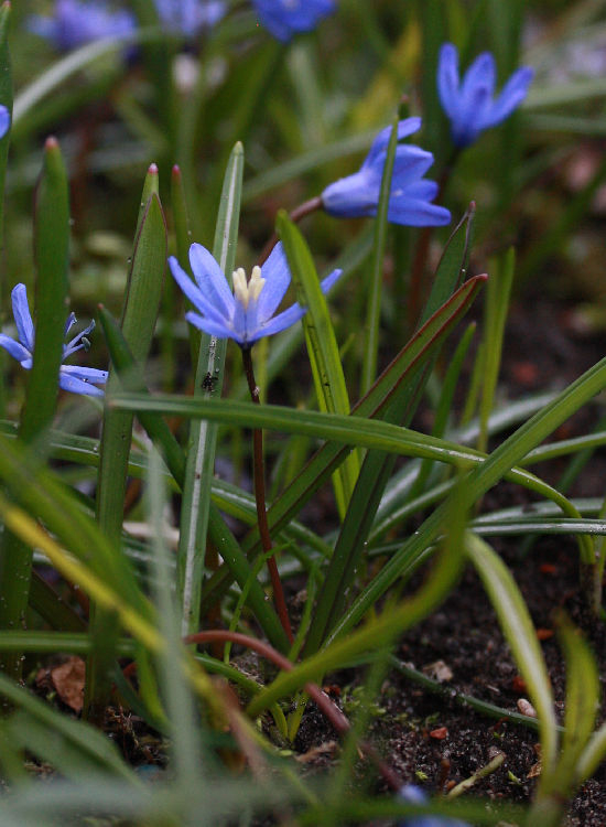Scilla spec. (bifolia x sardensis?)