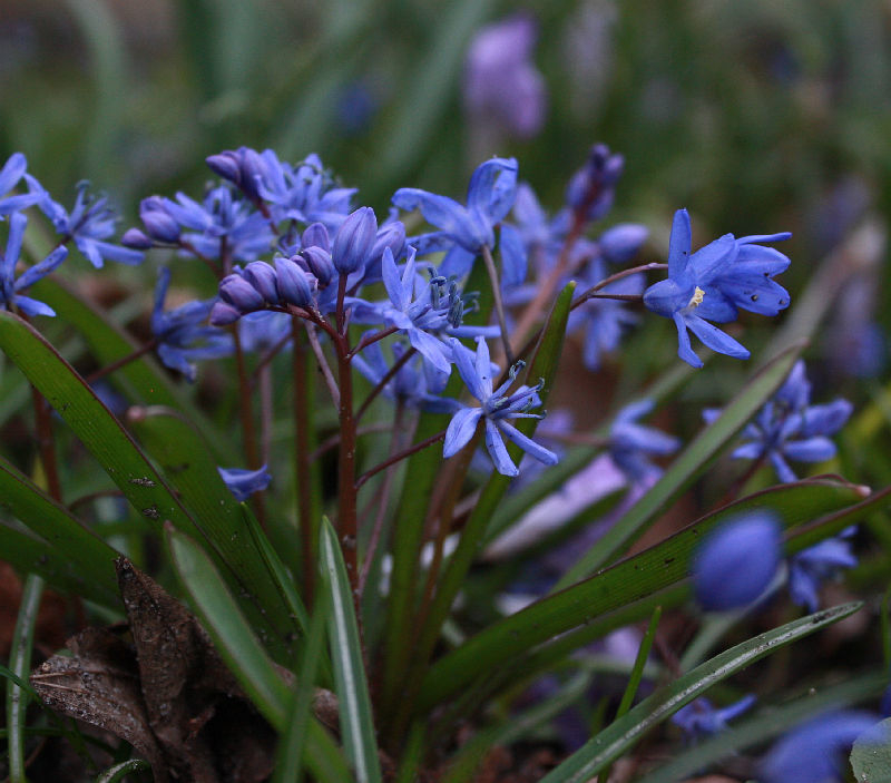 Scilla bifolia, Scilla sardensis