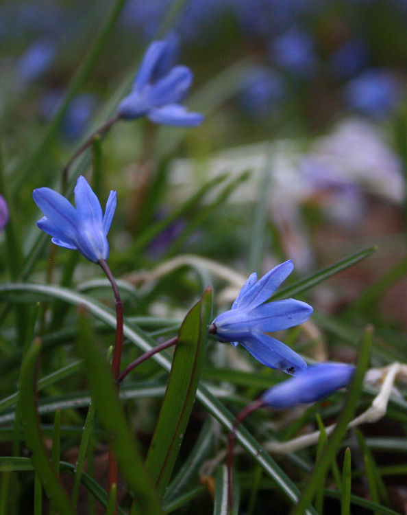 Scilla sardensis