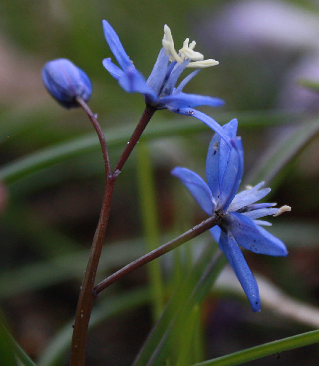 Scilla spec. (bifolia x sardensis?)