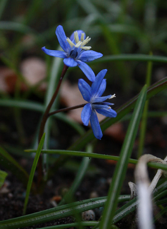 Scilla spec. (bifolia x sardensis?)