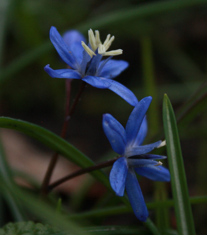 Scilla spec. (bifolia x sardensis?)