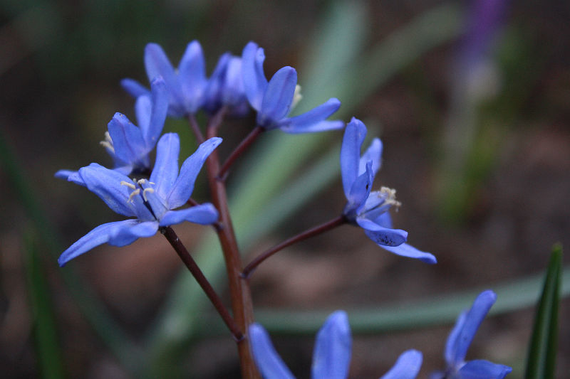 Scilla spec. (bifolia x sardensis?)
