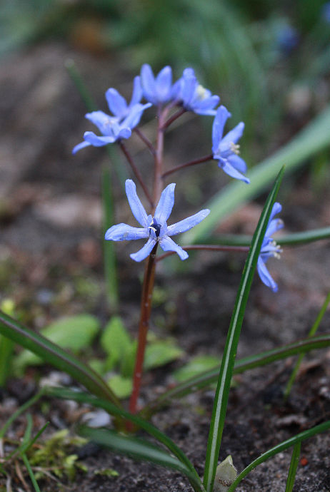 Scilla spec. (bifolia x sardensis?)