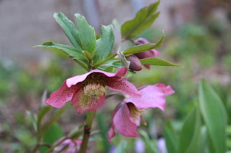 Helleborus hybridus